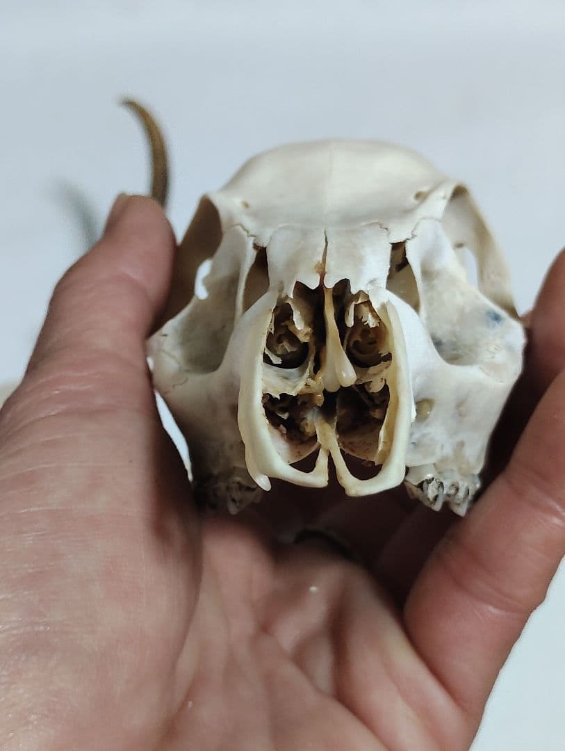 キョン(Muntiacus reevesi)　頭骨　オスメスセット