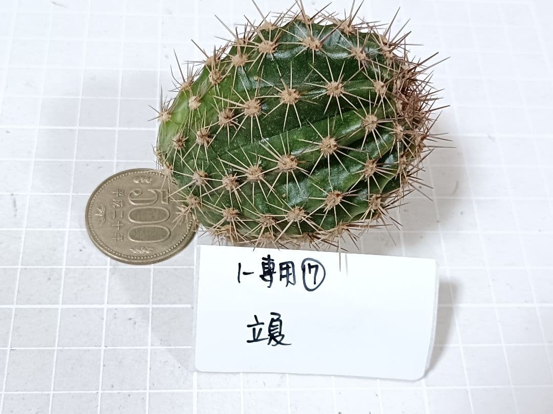 1-保護猫ファミリー商品　花サボテン