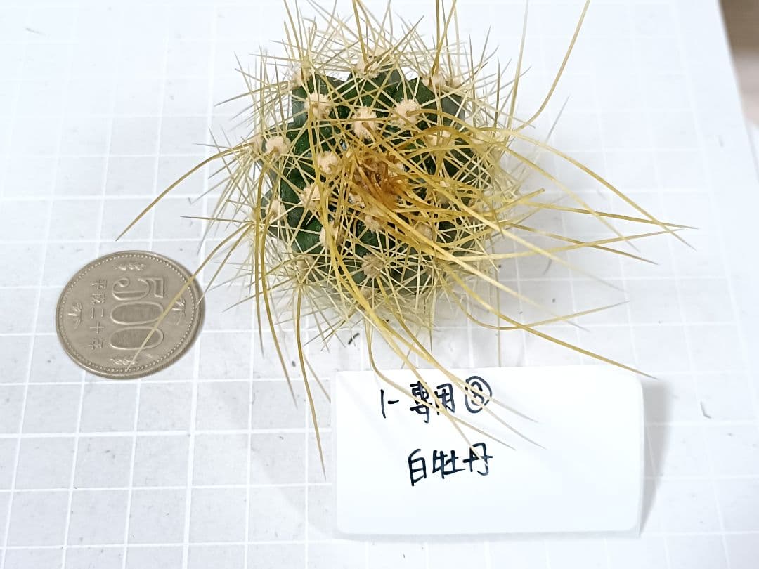 1-保護猫ファミリー商品　花サボテン