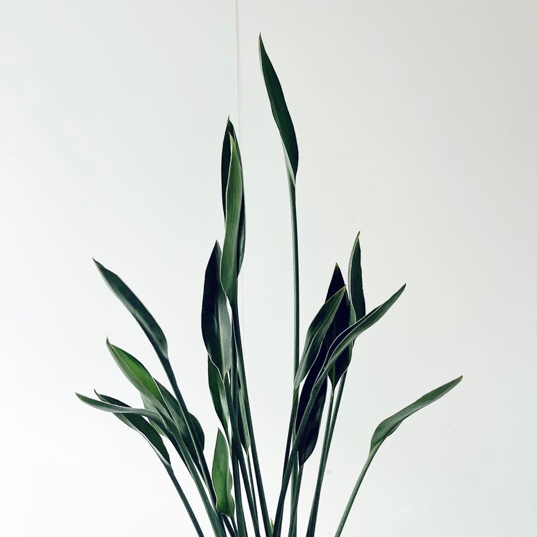 ボリューム2倍‼️2株仕立て ストレリチアノンリーフ 観葉植物 室内