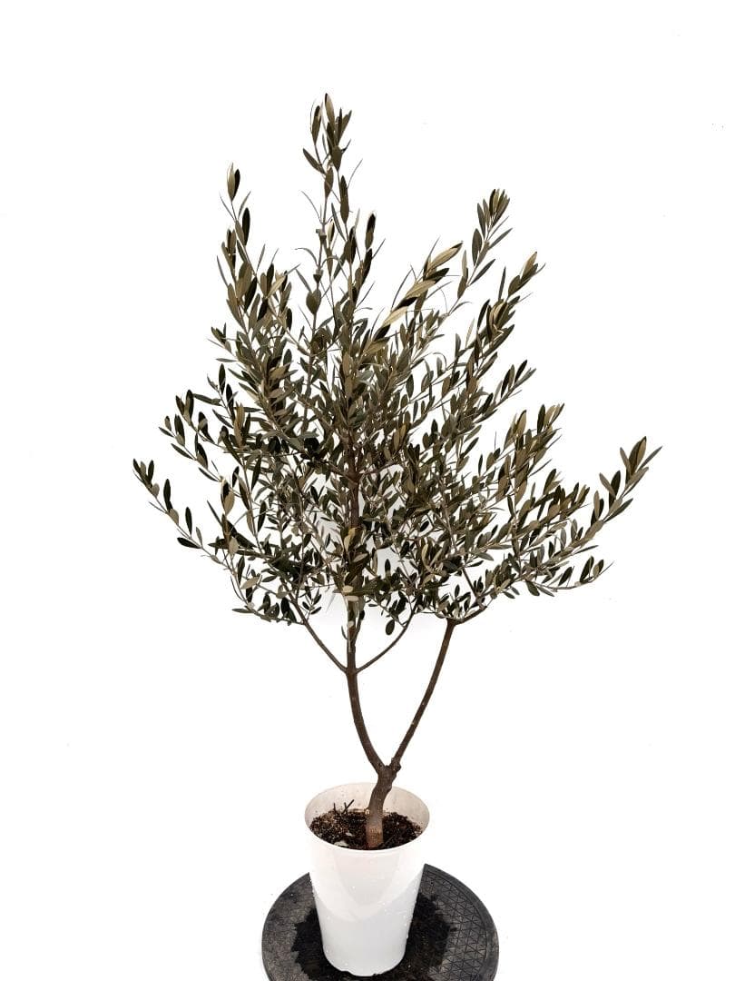 オリーブの木　セントキャサリン　7号　約120cm　K-344　希少　現品掲載