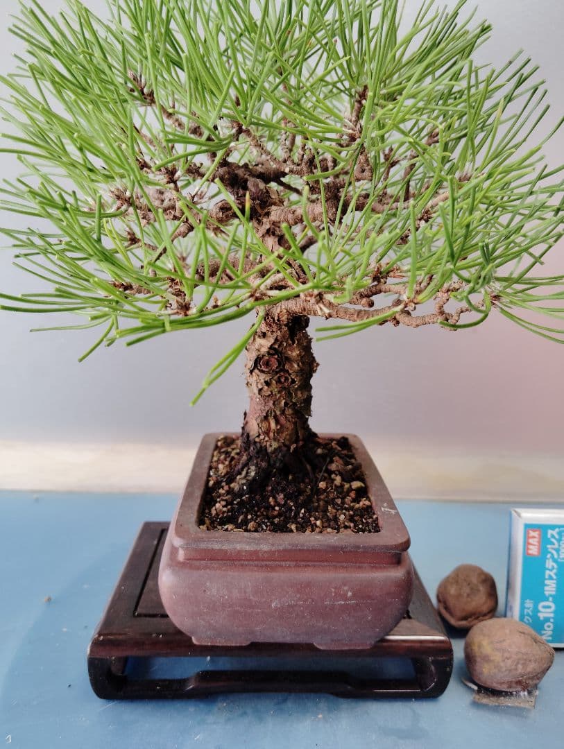 黒松盆栽　小品盆栽　ミニ盆栽　直幹仕立て　鉢（中国新渡）　古木