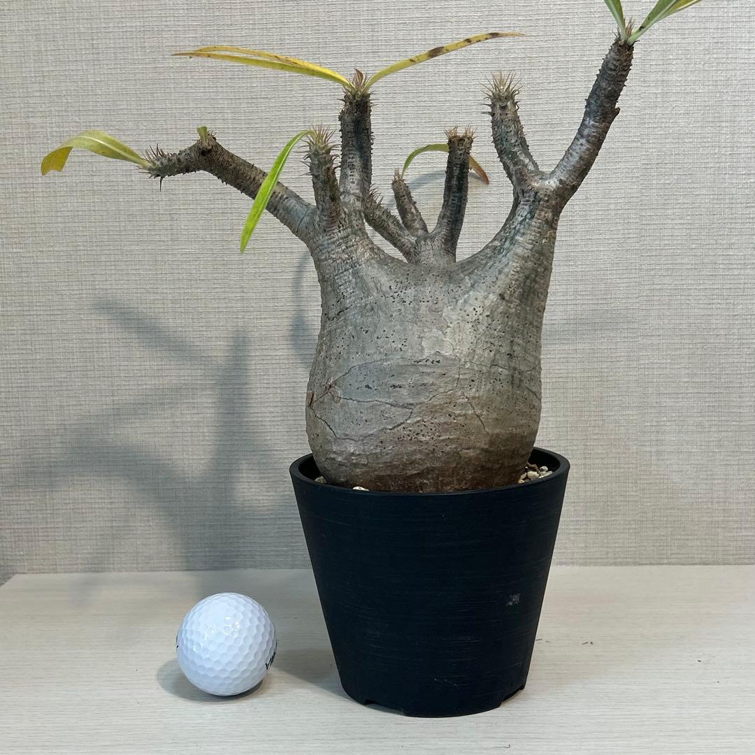 パキポディウム•グラキリス 現地球/現地株　発根済み　塊根植物 12