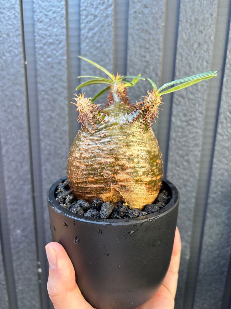 パキポディウム グラキリス(発根済み)