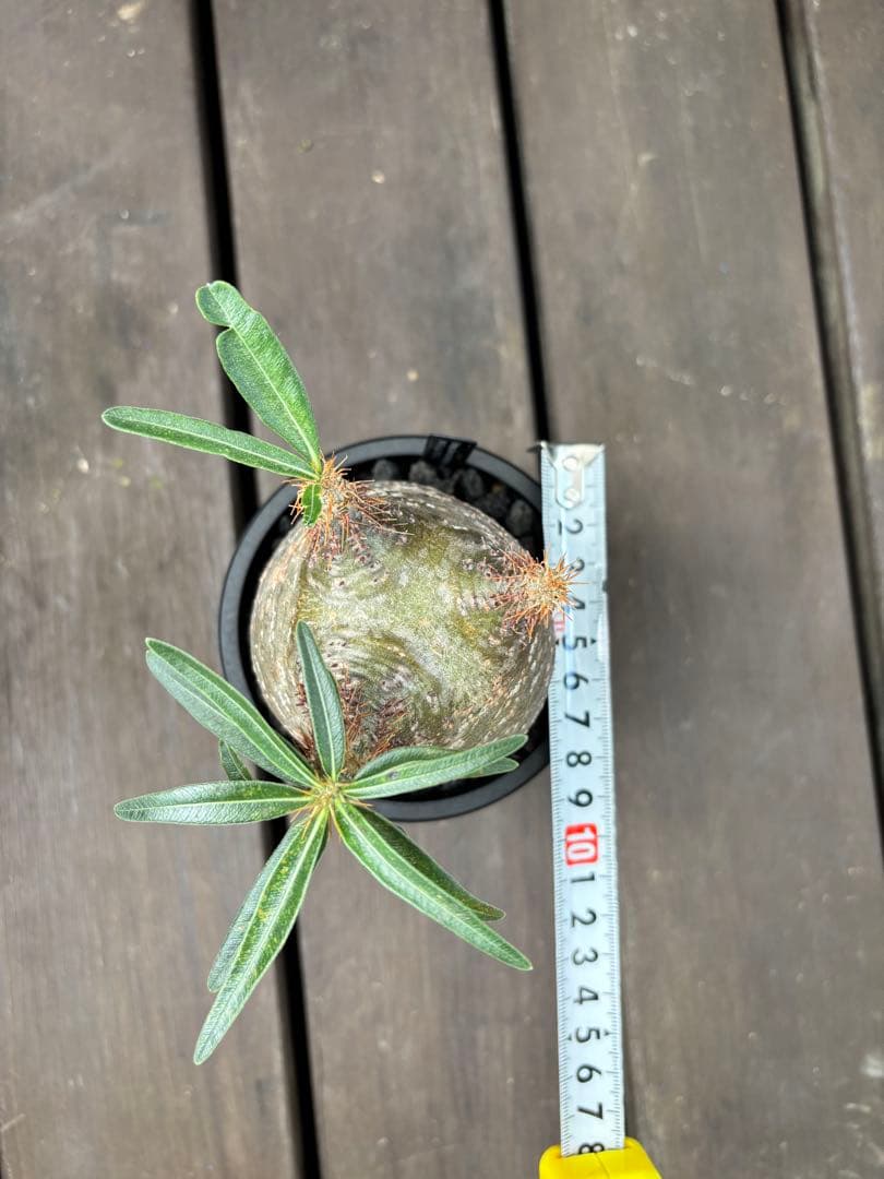 パキポディウム グラキリス(発根済み)