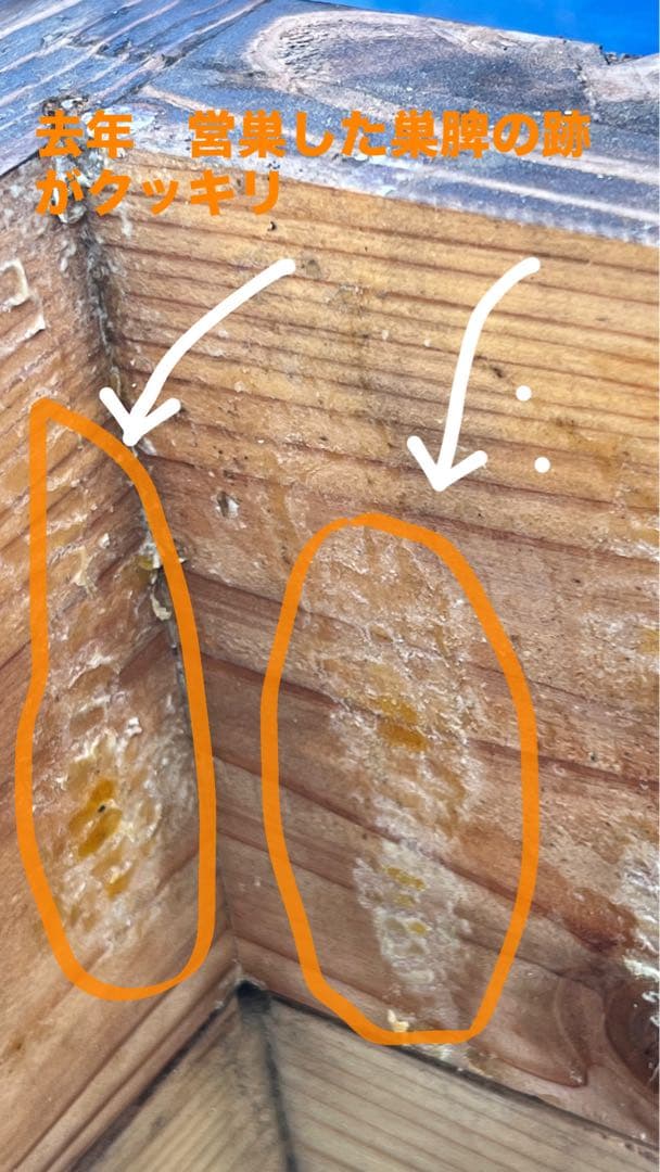 ニホンミツバチ　待箱　板厚4.5cm　気候変動対応型　入居歴のある巣箱を含む