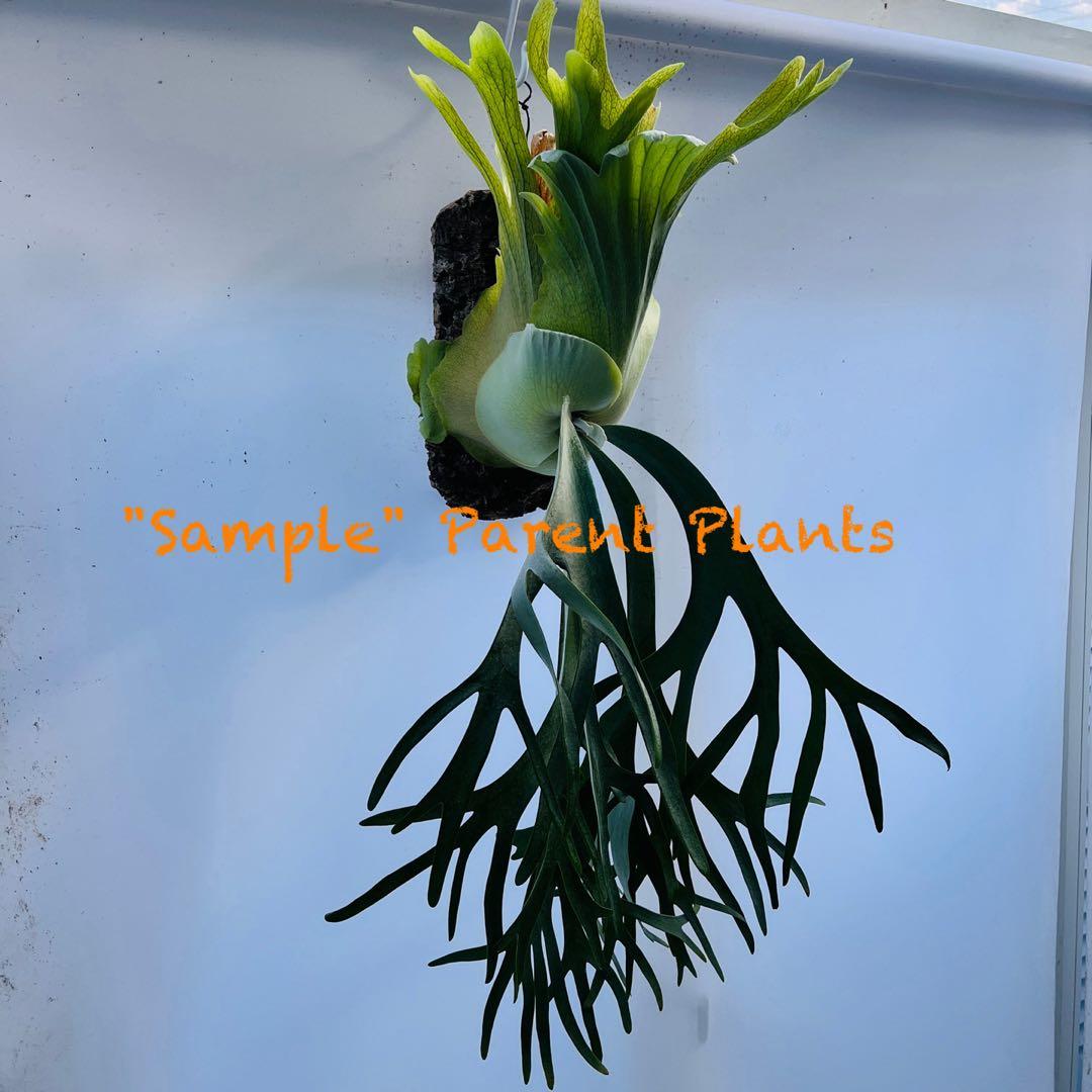 板付 観葉植物 超美株の子株です♫〖ビカクシダ・ウィリンキー・ドワーフタツタ〗