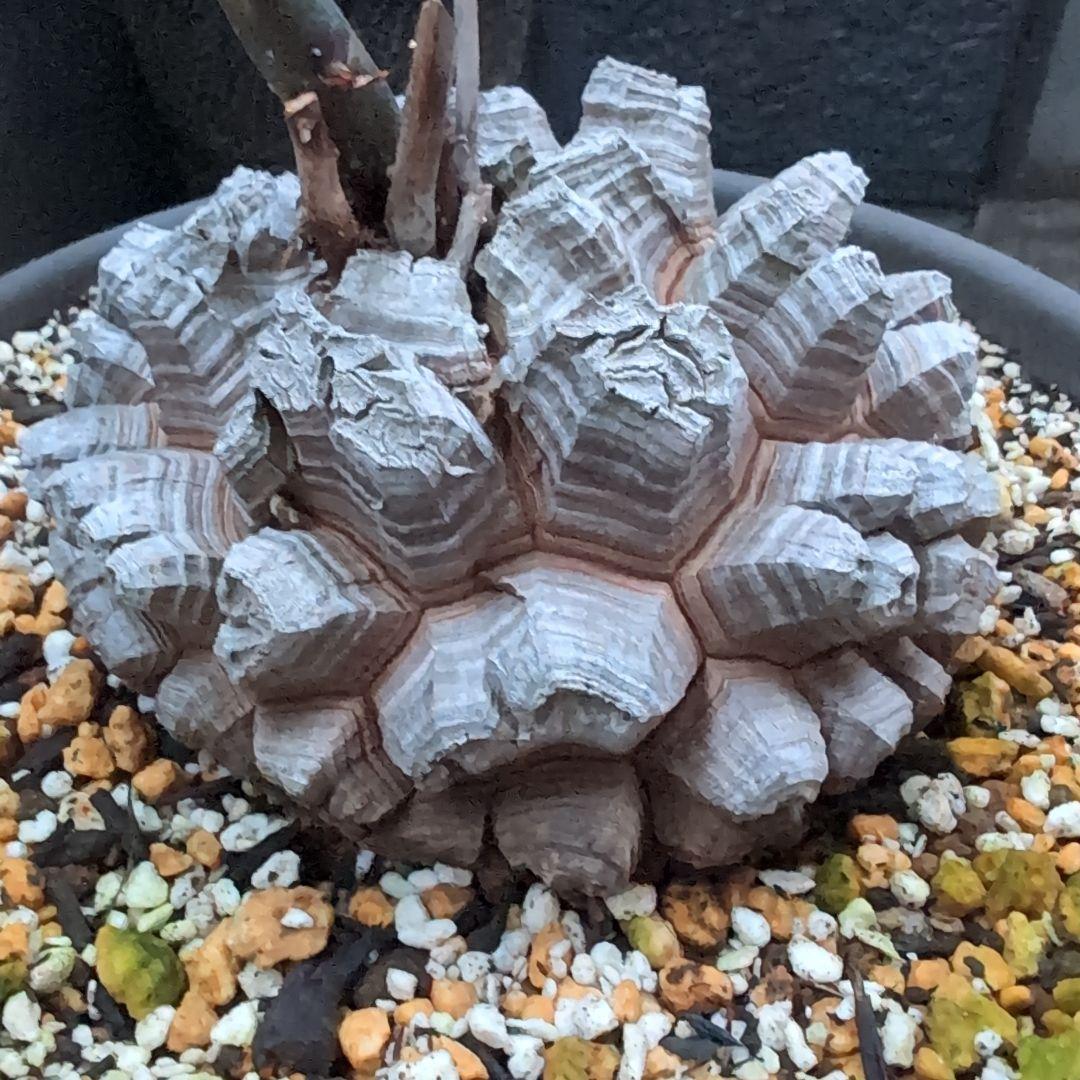 鉢径23㌢　実生丸型　長谷川園芸　亀甲竜　株幅13.8センチ　鉢ごと送料込み