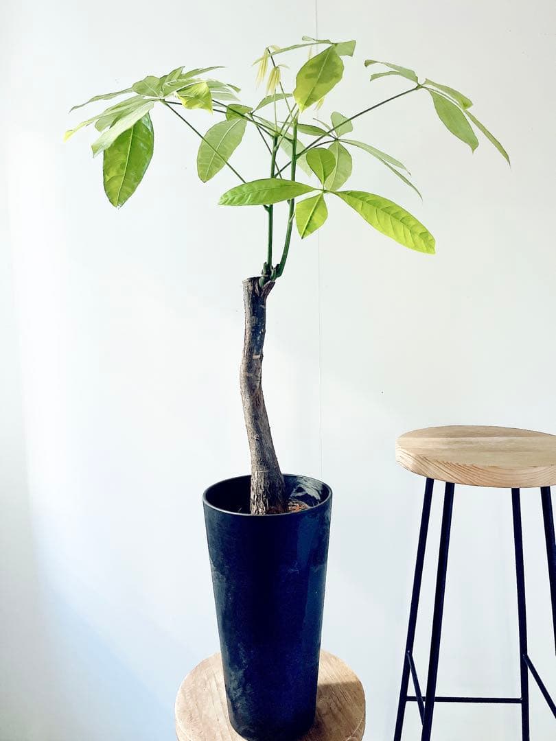 斑入り パキラ ムーンライト アートストーンポット 観葉植物 室内