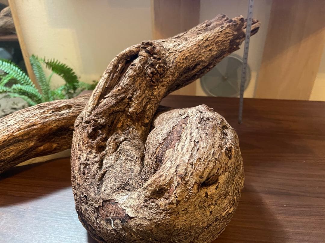 約60cmコルク　自然な曲線