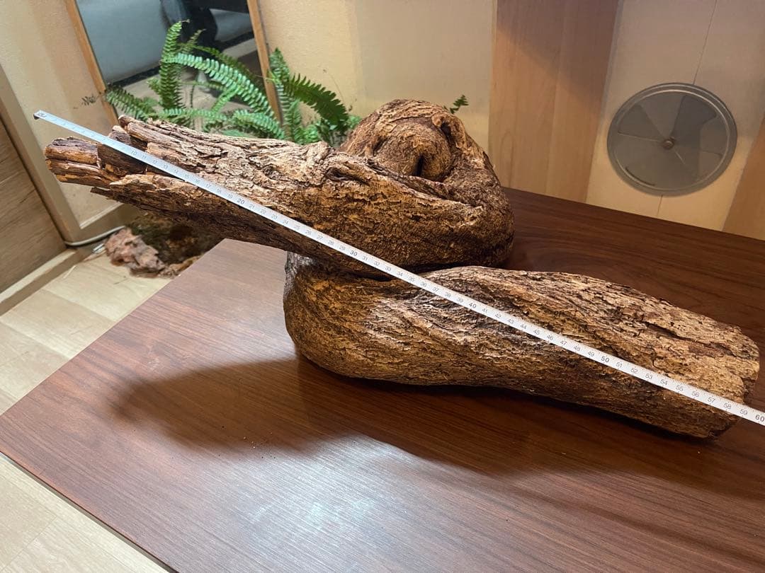 約60cmコルク　自然な曲線