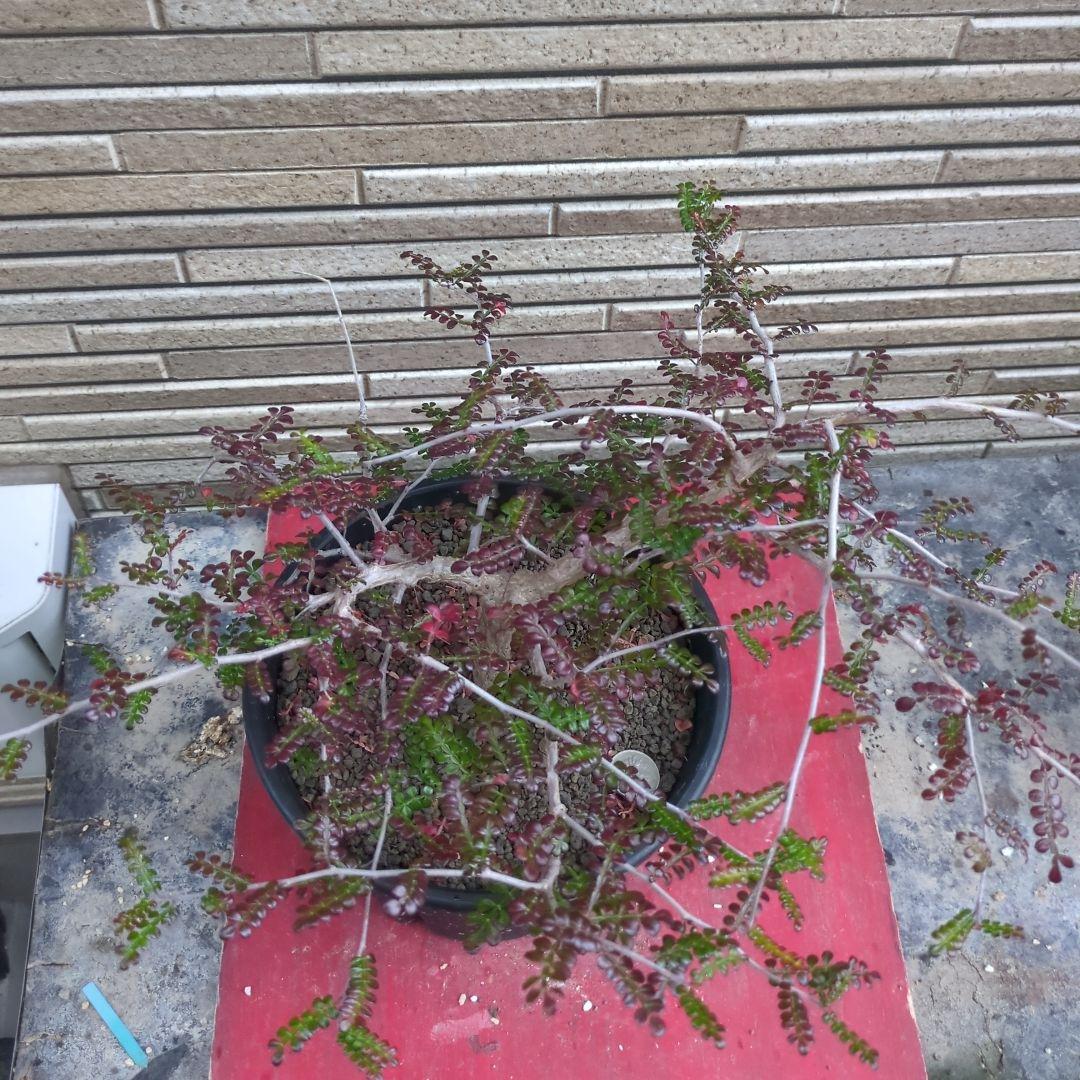 オペルクリカリア　デカリー　親株　実生　発根済み　鉢ごと発送