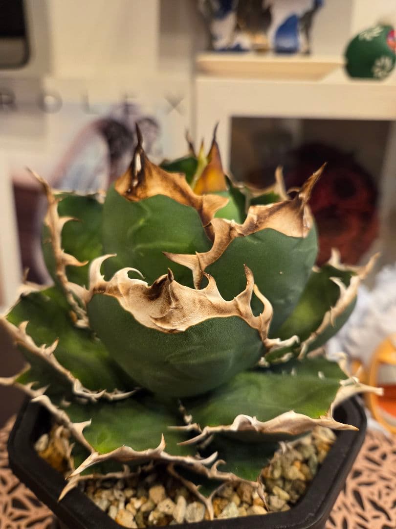 【アガベ オアハカ 親株】 オアハカ Oaxaca 大株 現地球ウリエル 実生