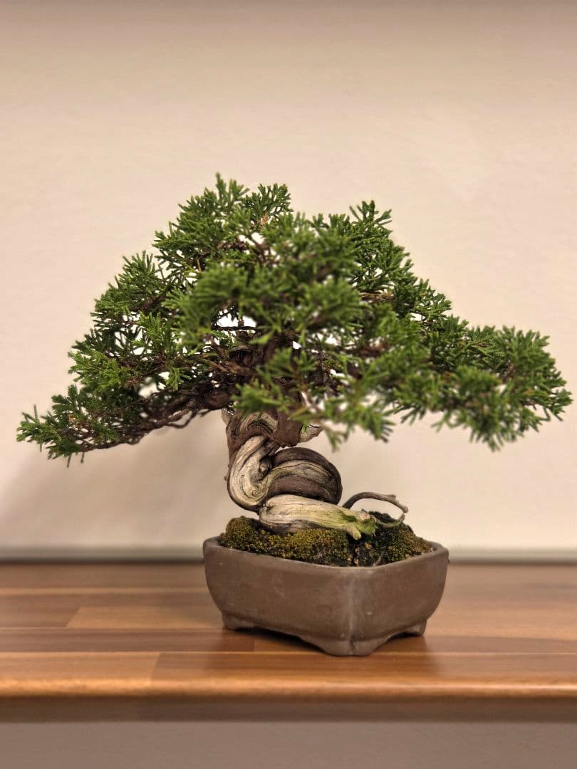 盆栽　真柏　盆栽鉢　鉢