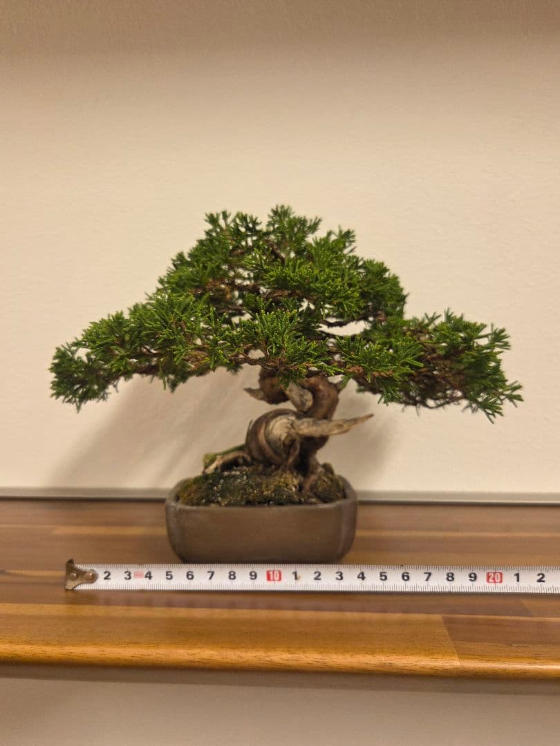 盆栽　真柏　盆栽鉢　鉢