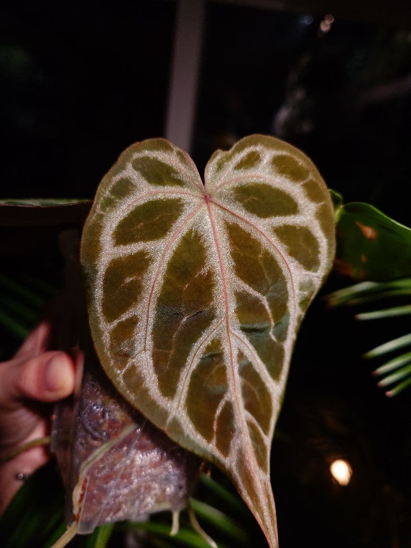 その他観葉植物 Anthurium 'SKG Silver'x Red Crystallinum