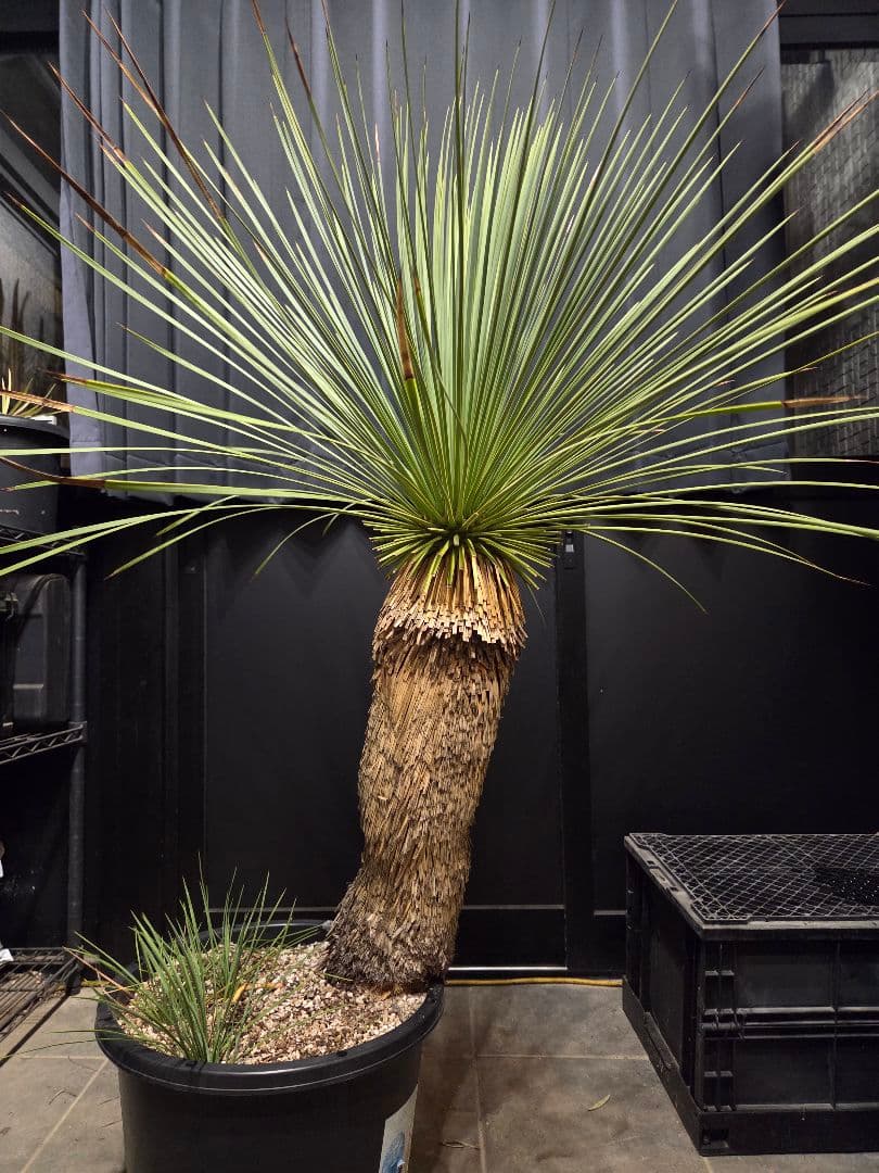 ユッカ リネアリフォリア 太株 (と)子株付き