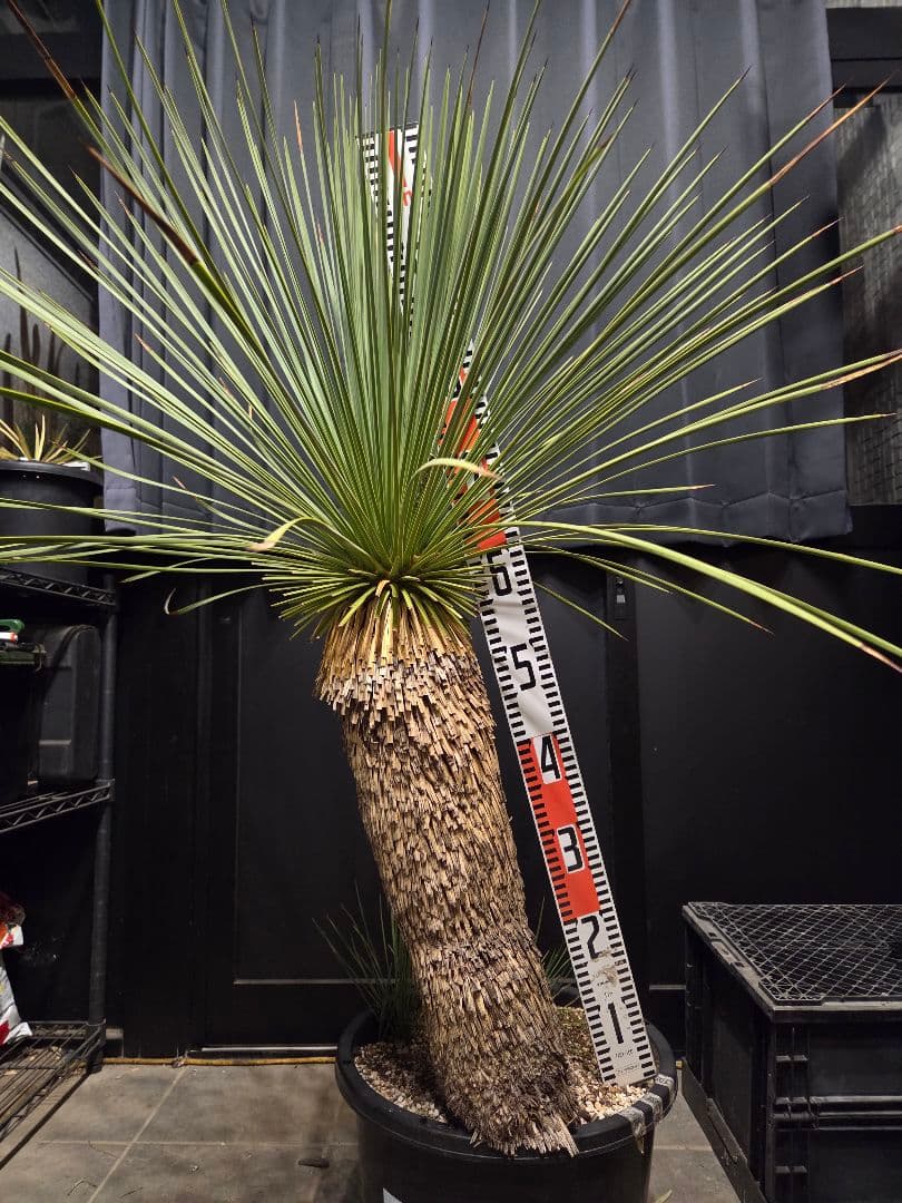 ユッカ リネアリフォリア 太株 (と)子株付き