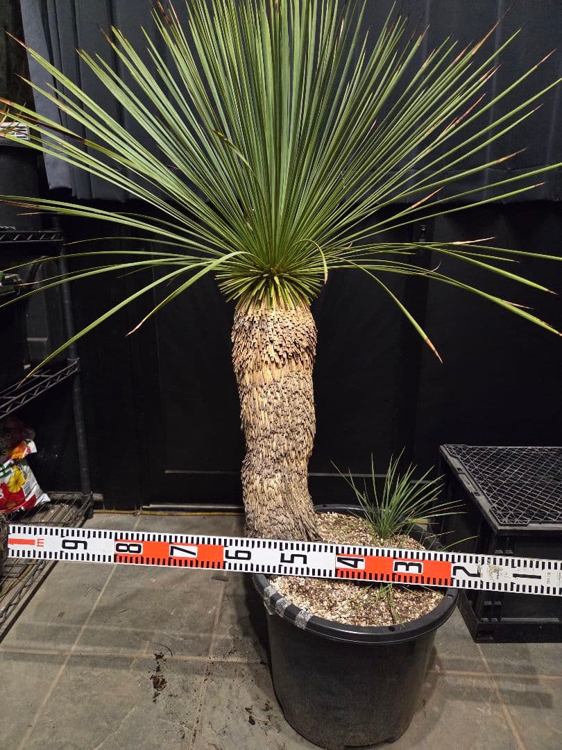 ユッカ リネアリフォリア 太株 (と)子株付き