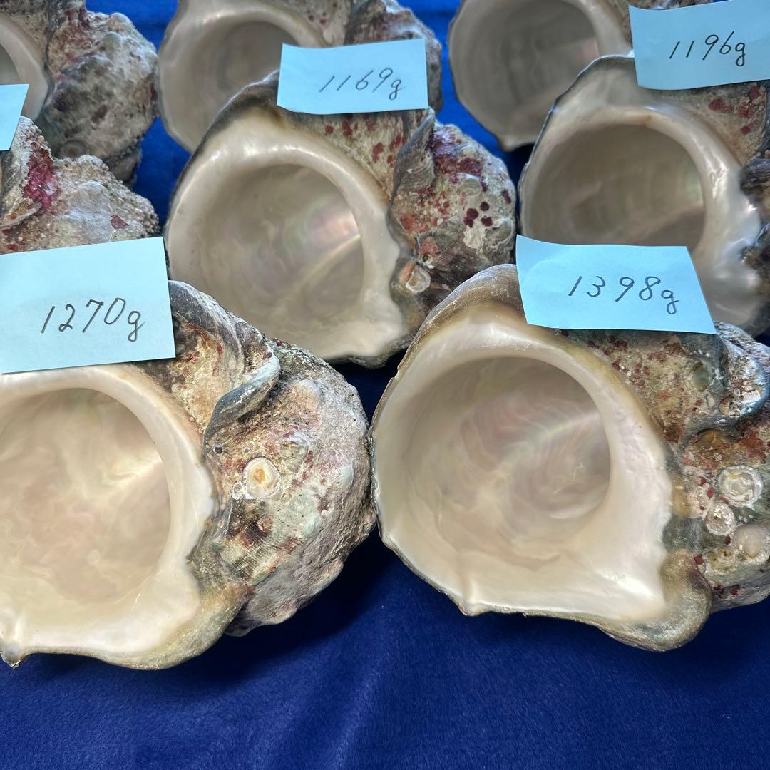 特大夜光貝　ヤコウ貝　まとめ売り　11個 約13kg アクセサリー　ルアー