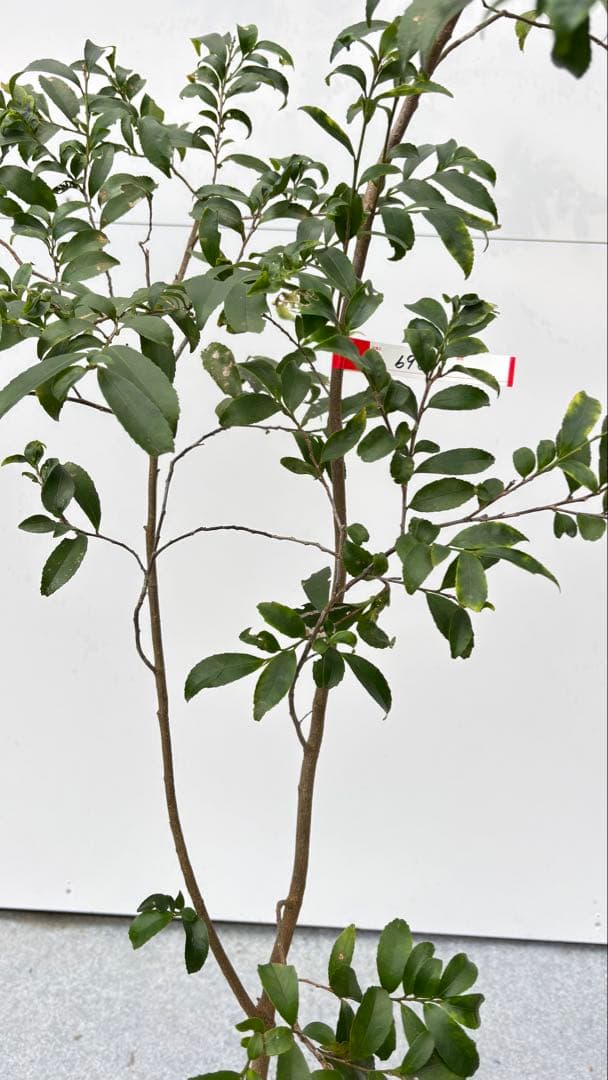 自然な樹形が美しい 山採りの ヒサカキ 690 樹高1.4m位 ヒメサカキ 姫榊