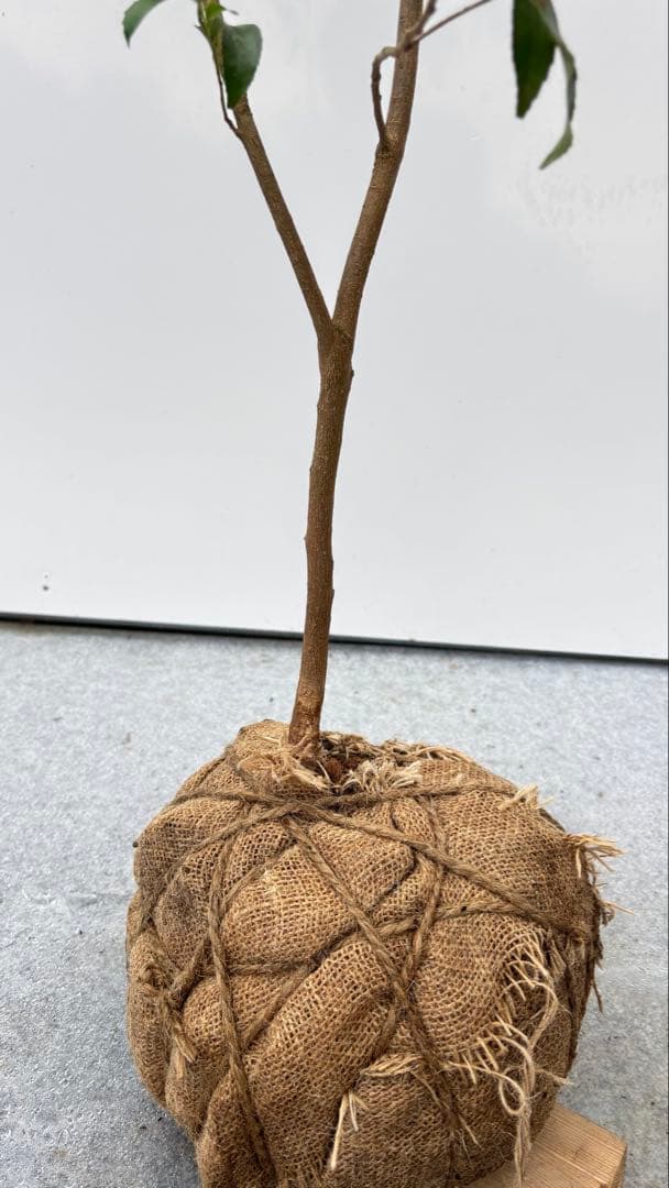 自然な樹形が美しい 山採りの ヒサカキ 690 樹高1.4m位 ヒメサカキ 姫榊