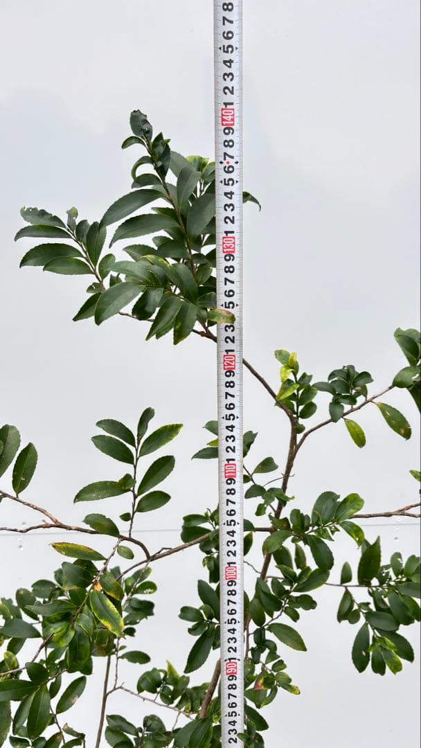 自然な樹形が美しい 山採りの ヒサカキ 690 樹高1.4m位 ヒメサカキ 姫榊