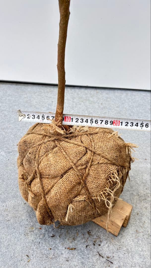 自然な樹形が美しい 山採りの ヒサカキ 690 樹高1.4m位 ヒメサカキ 姫榊