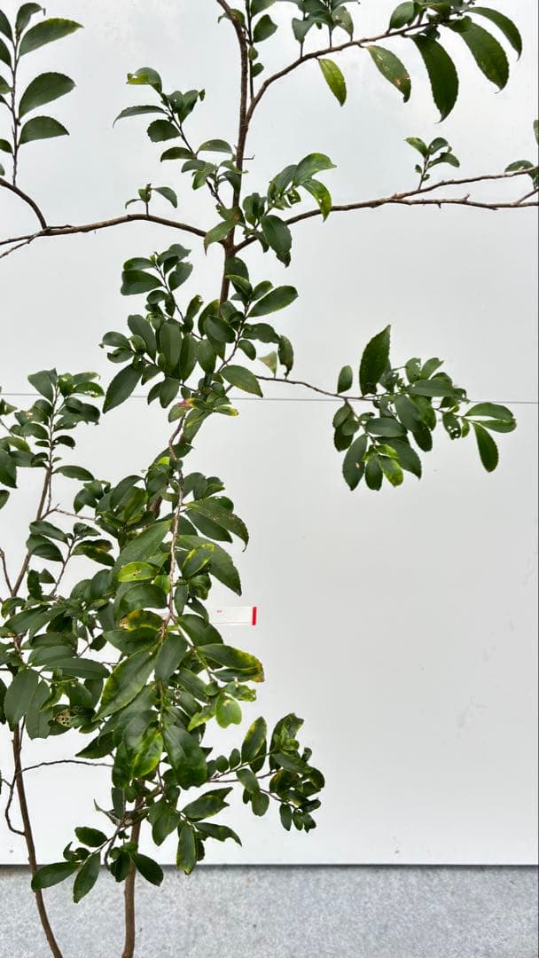 自然な樹形が美しい 山採りの ヒサカキ 690 樹高1.4m位 ヒメサカキ 姫榊