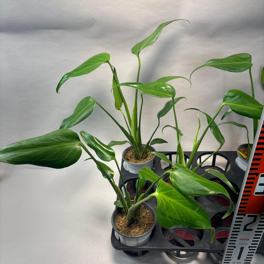 さ*ん様 5株セット訳ありa19モンステラ バールマルクスフレーム