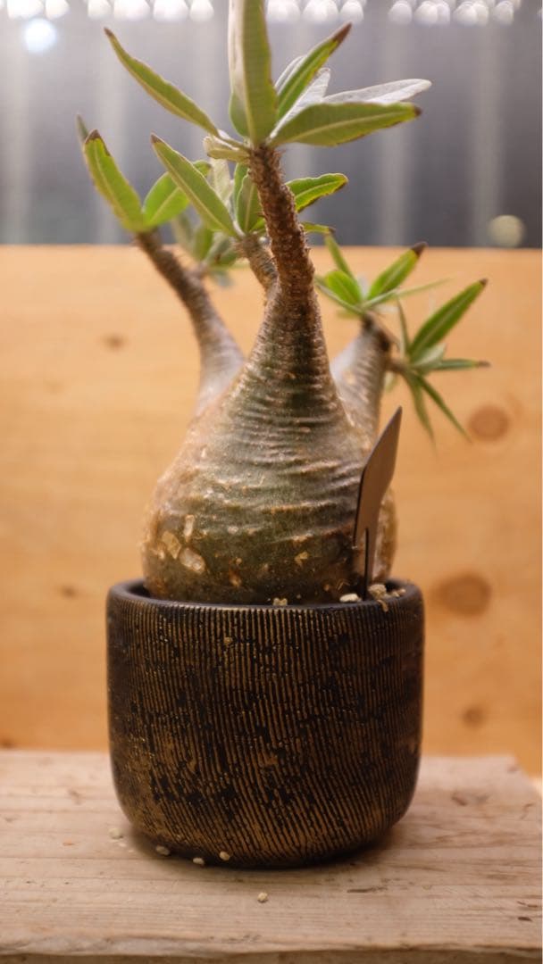 美形 パキポディウムグラキリス② 発根済