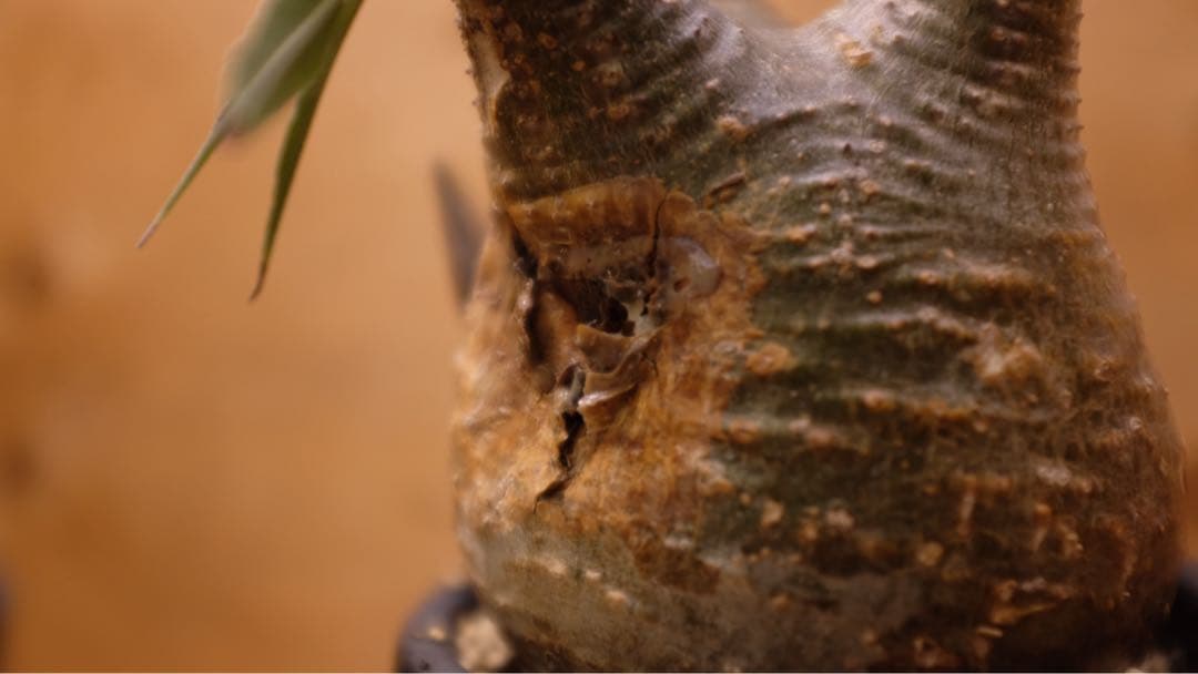 美形 パキポディウムグラキリス② 発根済