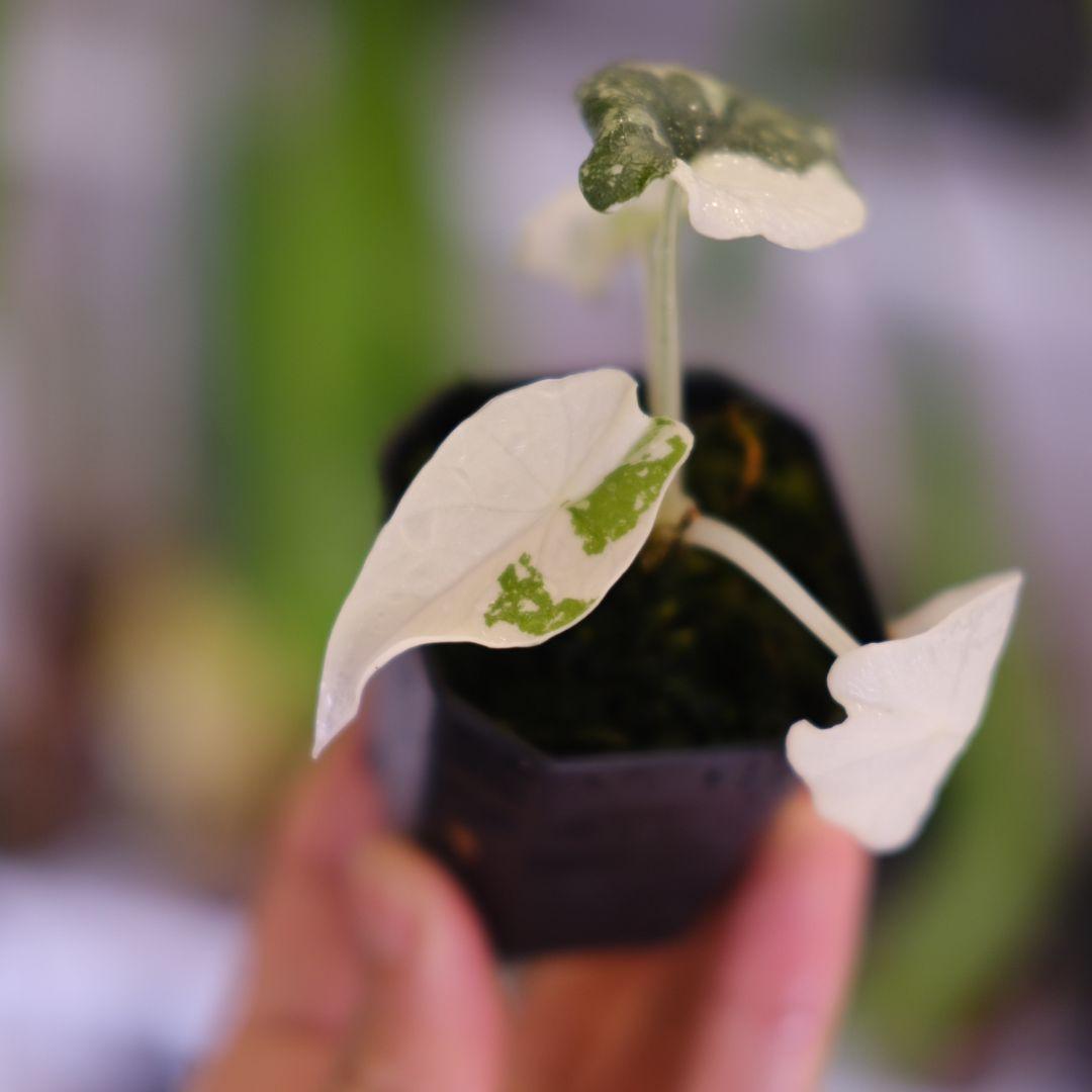 アロカシア メロ アルボ│Alocasia melo 'Albo' Var.④