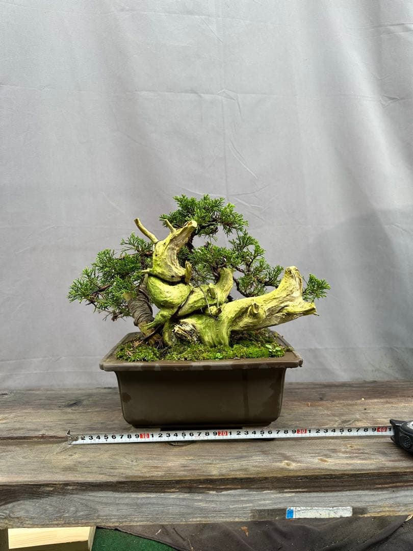 糸魚川真柏　タヌキ