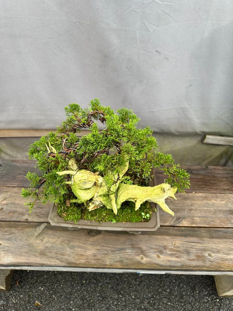 糸魚川真柏　タヌキ