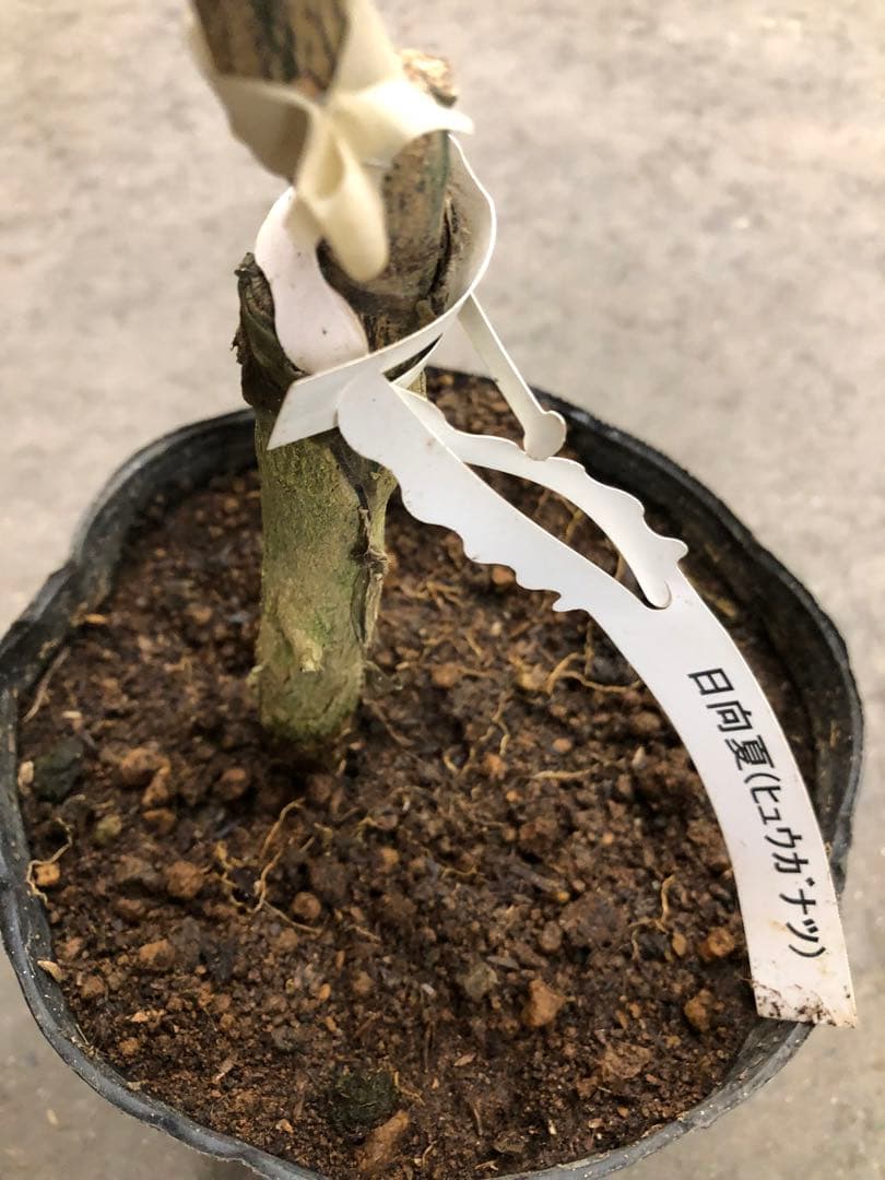 みかん 日向夏（ひゅうがなつ） ニューサマーオレンジ 接木苗木 果樹苗約100㌢