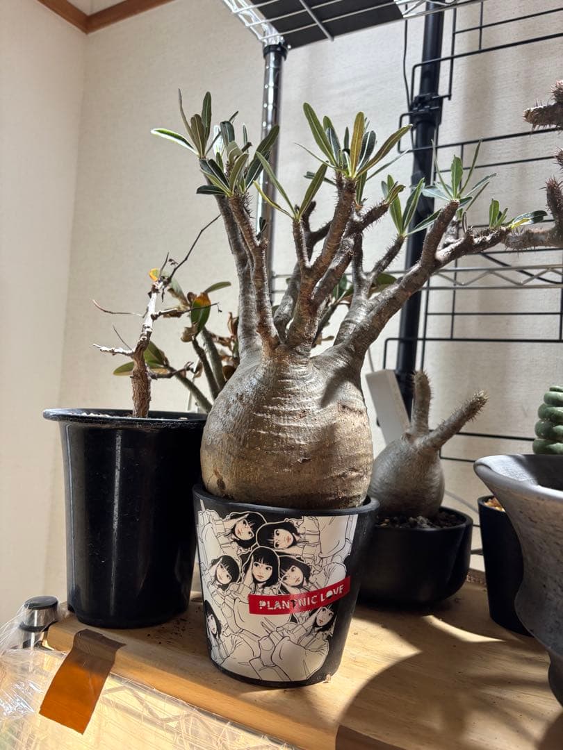 パキポディウム　グラキリス　現地球　backsideworks