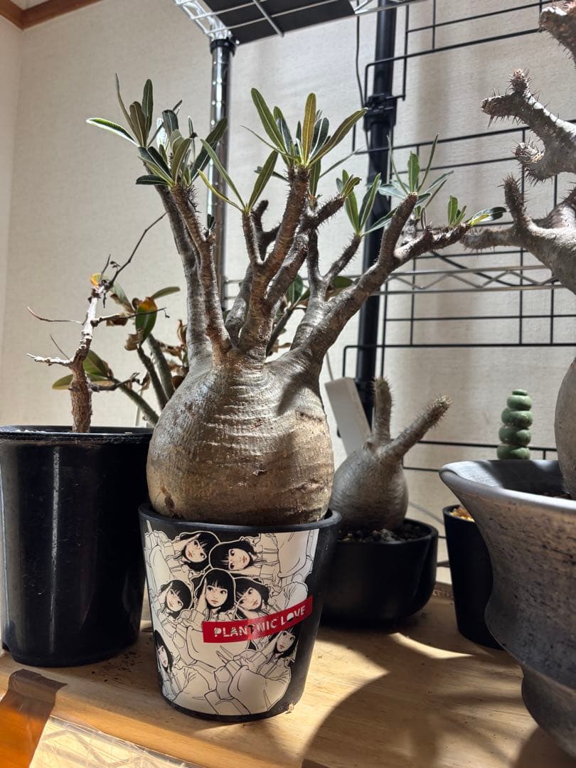 パキポディウム　グラキリス　現地球　backsideworks