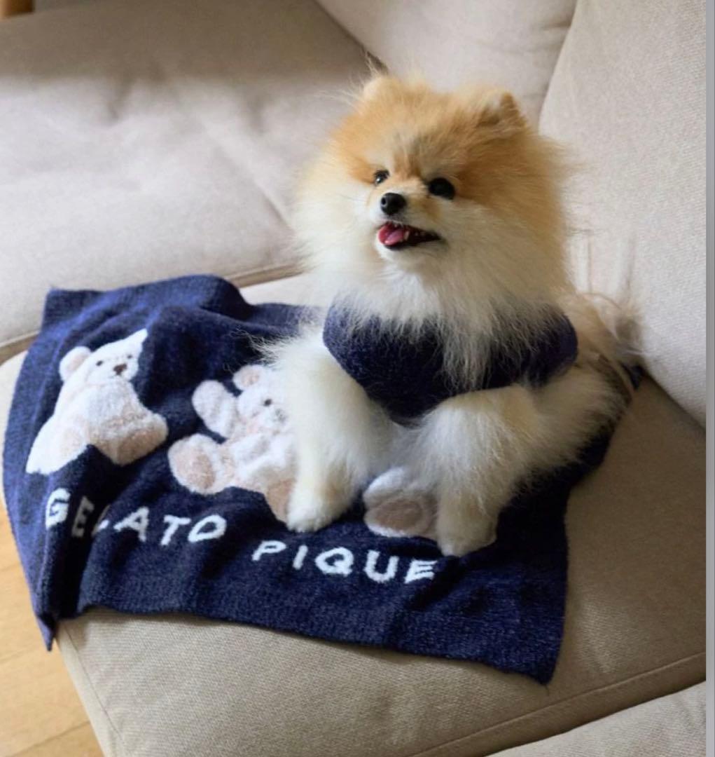 ジェラートピケ　ベア柄ジャガードノースリーブプルオーバー　ネイビーMサイズ