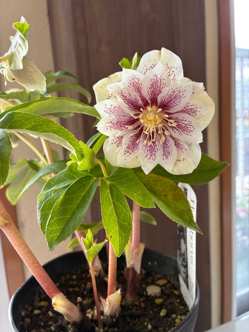 ♡広瀬園芸♡大充実株　ホワイトブロッチ美人