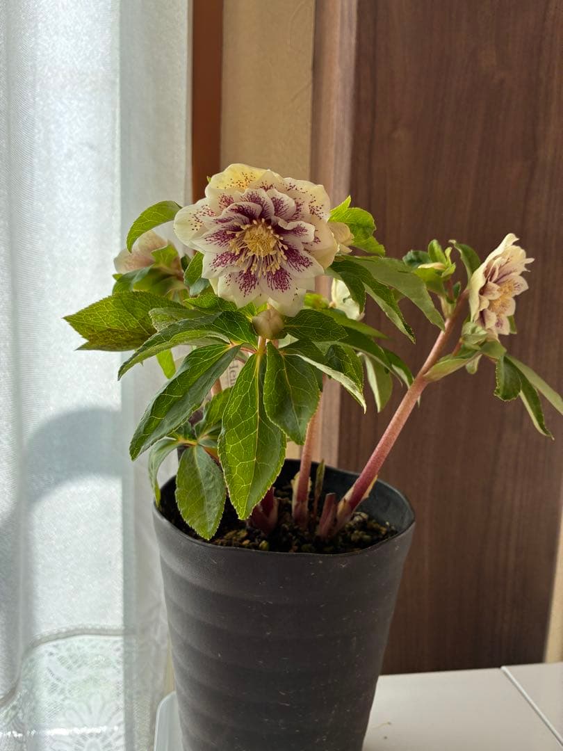 ♡広瀬園芸♡大充実株　ホワイトブロッチ美人