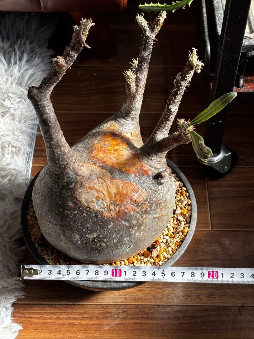 【発根済み】パキポディウム　グラキリス　大株