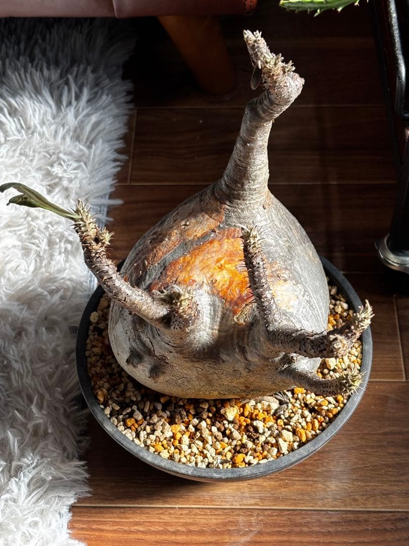 【発根済み】パキポディウム　グラキリス　大株