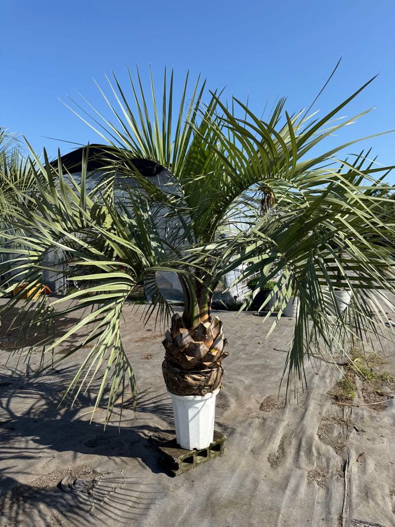 ココスヤシシルバーリーフ【極太】葉先160cm幹回り110cm 幹高40cm