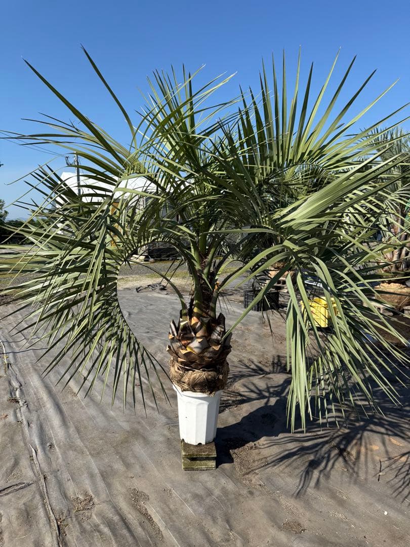 ココスヤシシルバーリーフ【極太】葉先160cm幹回り110cm 幹高40cm