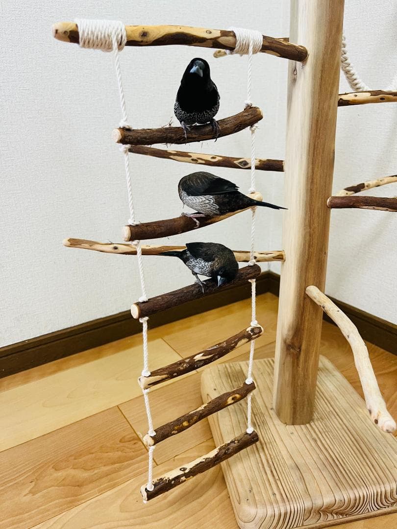 【小鳥用】ブランコ＆ハシゴ付　♬螺旋状 バードアスレチック