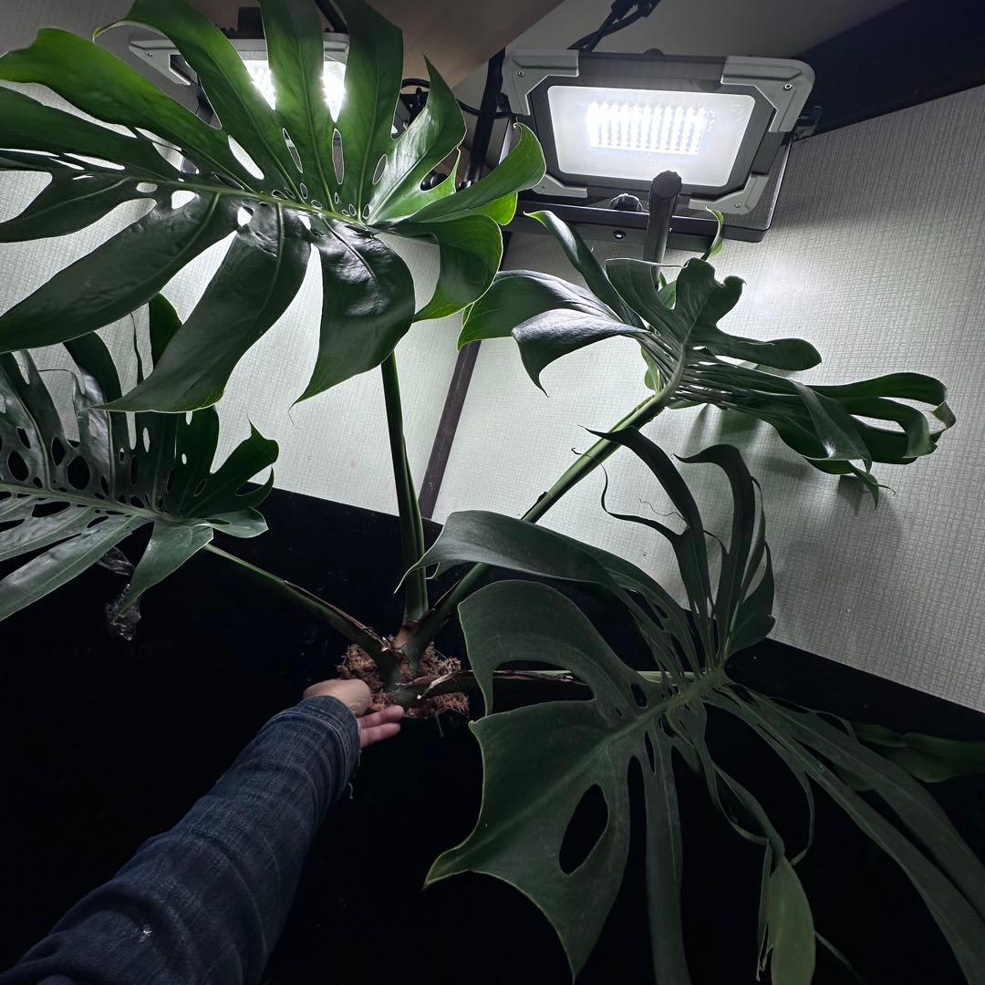 ま*め様 モンステラデリシオーサマクロコズム超希少系統鉢植え79㎝