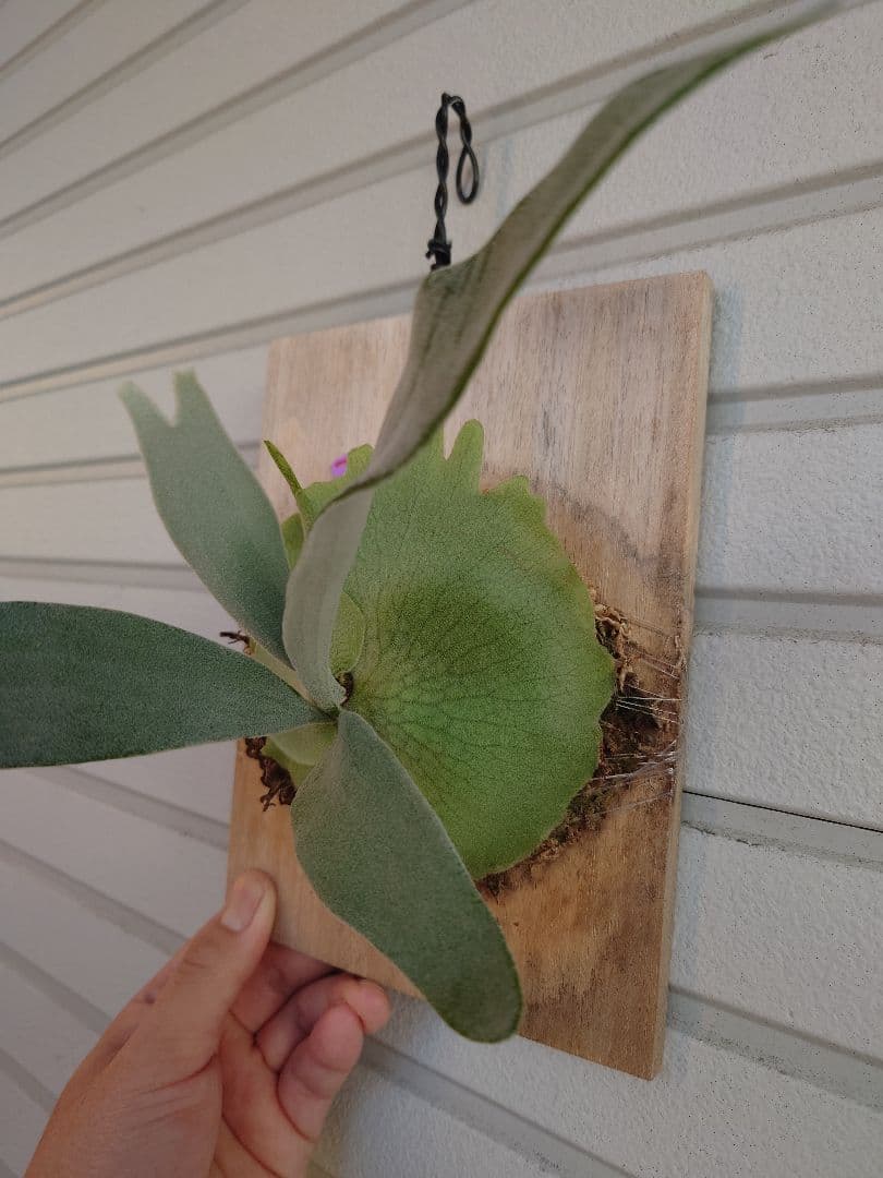 エルサP. 'Elsa' Pewchan  Queen F307 子株