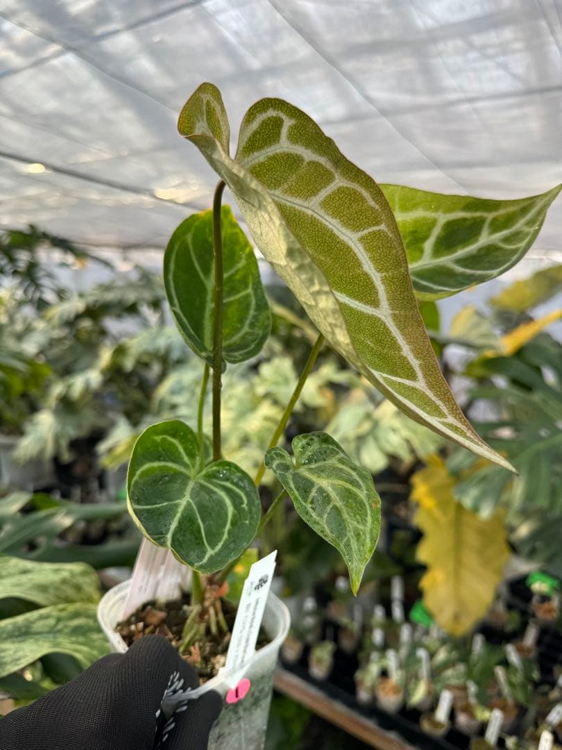 1 斑入り　アンスリウム　ミシェル　x クリスタルシルバー　綺麗交配株