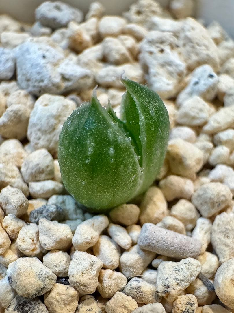 ハオルチア　ナイルの一滴　カキ仔　未発根②＆①＆白蛇伝葉挿し苗セット　メルカリ便